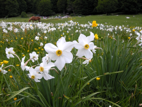 Narcissus poeticus / Narciso dei poeti